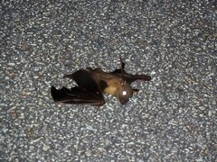 Cynopterus brachyotis