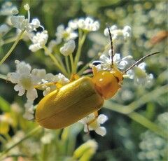 Cteniopus sulphureus