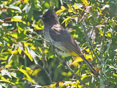 Pycnonotus barbatus layardi