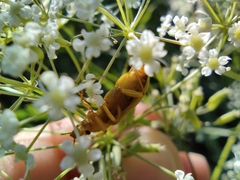 Cteniopus sulphureus