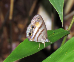 Cissia