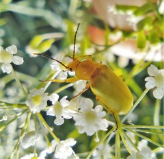 Cteniopus sulphureus