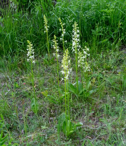 Lesser butterfly-orchid