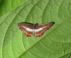 Nymphidium lisimon