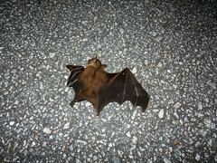 Cynopterus brachyotis