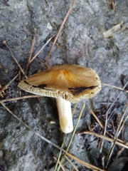 Pseudosperma sororium