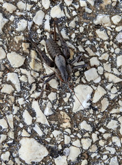 Thyreonotus corsicus