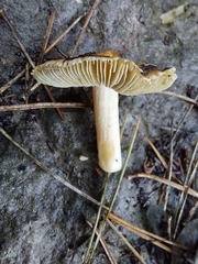 Pseudosperma sororium