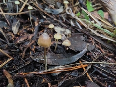 Mycena capillaripes
