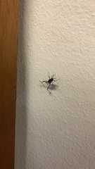 Evania appendigaster