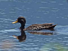 Anas undulata undulata