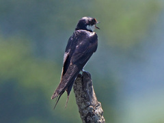 Hirundo albigularis