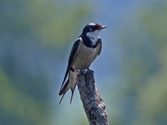 Hirundo albigularis