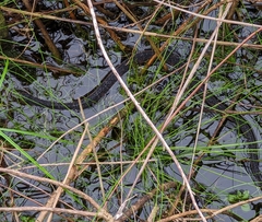 Nerodia fasciata pictiventris