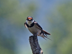 Hirundo albigularis