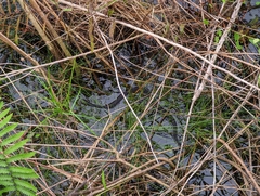 Nerodia fasciata pictiventris