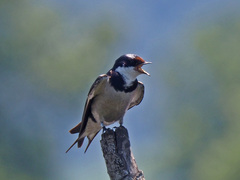 Hirundo albigularis