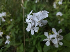 Saponaria officinalis