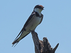 Hirundo albigularis