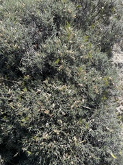 Anarthrophyllum desideratum