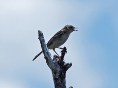 Cisticola tinniens