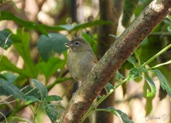 Tiaris olivaceus