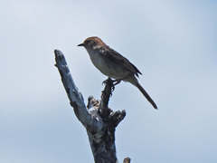 Cisticola tinniens