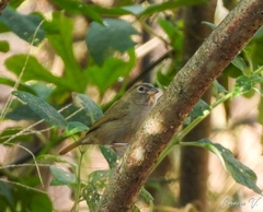 Tiaris olivaceus