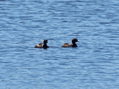 Tachybaptus ruficollis capensis