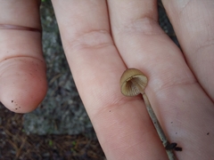 Mycena capillaripes