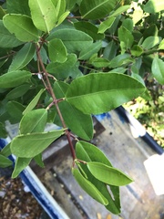 Laguncularia racemosa