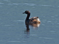 Tachybaptus ruficollis capensis