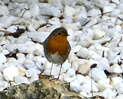 Erithacus rubecula