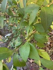 Ligustrum