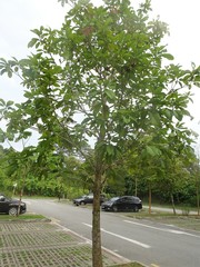 Sterculia parviflora