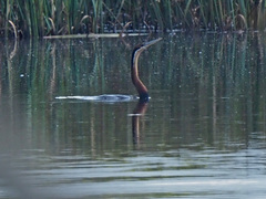 Anhinga rufa rufa
