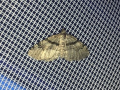 Xanthorhoe packardata