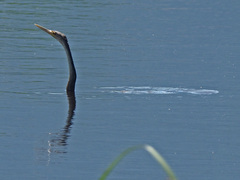 Anhinga rufa rufa