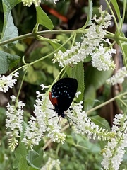 Eumaeus atala