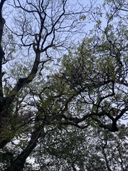 Fraxinus excelsior