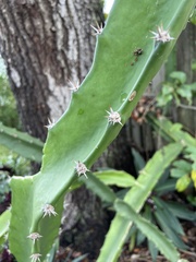 Acanthocereus tetragonus