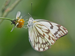 Belenois gidica abyssinica