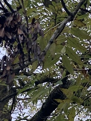 Fraxinus excelsior