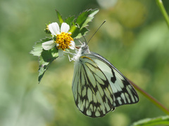 Belenois gidica abyssinica