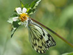 Belenois gidica abyssinica