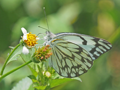Belenois gidica abyssinica