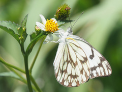 Belenois gidica abyssinica