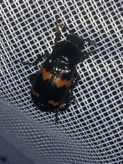 Nicrophorus sayi