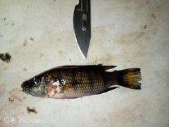 Hemichromis elongatus