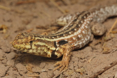 Liolaemus darwinii